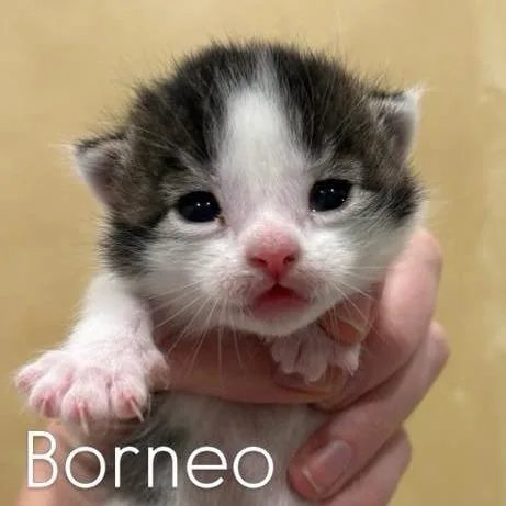 Bormeo Larson thumbnail 2