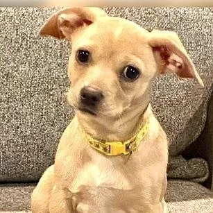 A baby small-sized female Beagle dog named Joon for adoption in Plainfield, IL