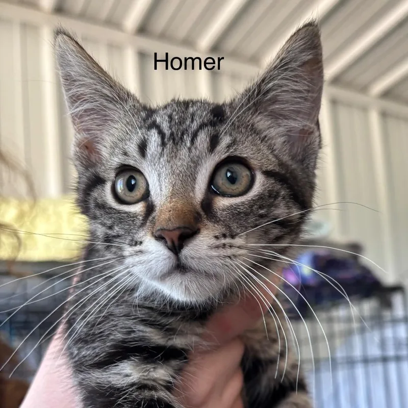 A baby medium-sized male Domestic Short Hair cat named Homer for adoption in Hartford City, IN