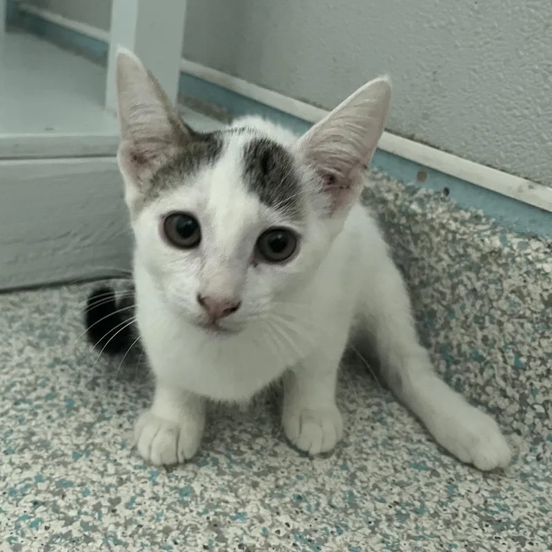A baby small-sized female White Domestic Short Hair cat named Cannoli for adoption in Long Beach, CA
