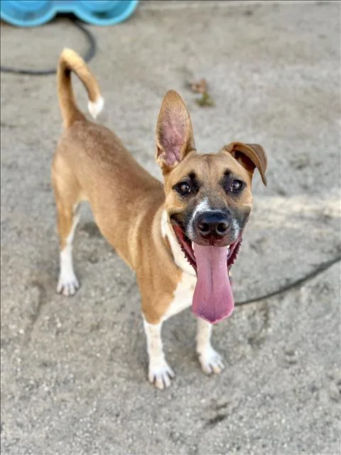 A young large-sized male Mixed Breed dog named Dash for adoption in Van Nuys, CA
