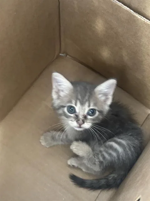 A baby medium-sized female Domestic Short Hair cat named Veronica for adoption in Dallas, TX