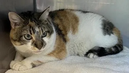 An adult extra large-sized female Domestic Short Hair cat named Joan for adoption in Santa Cruz, CA