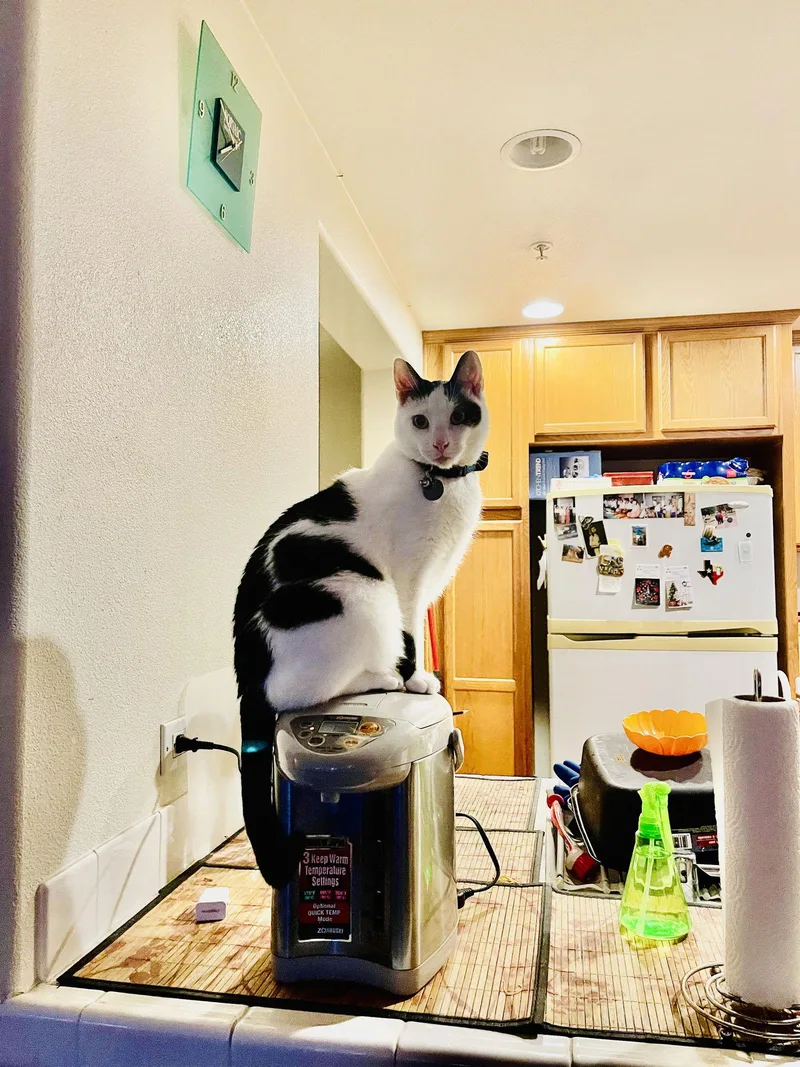 An adult medium-sized male Black & White / Tuxedo Domestic Short Hair cat named Sunny for adoption in San Jose, CA
