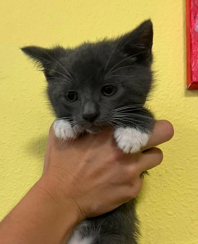 A baby small-sized male Domestic Short Hair cat named Kyle for adoption in Rockwall, TX