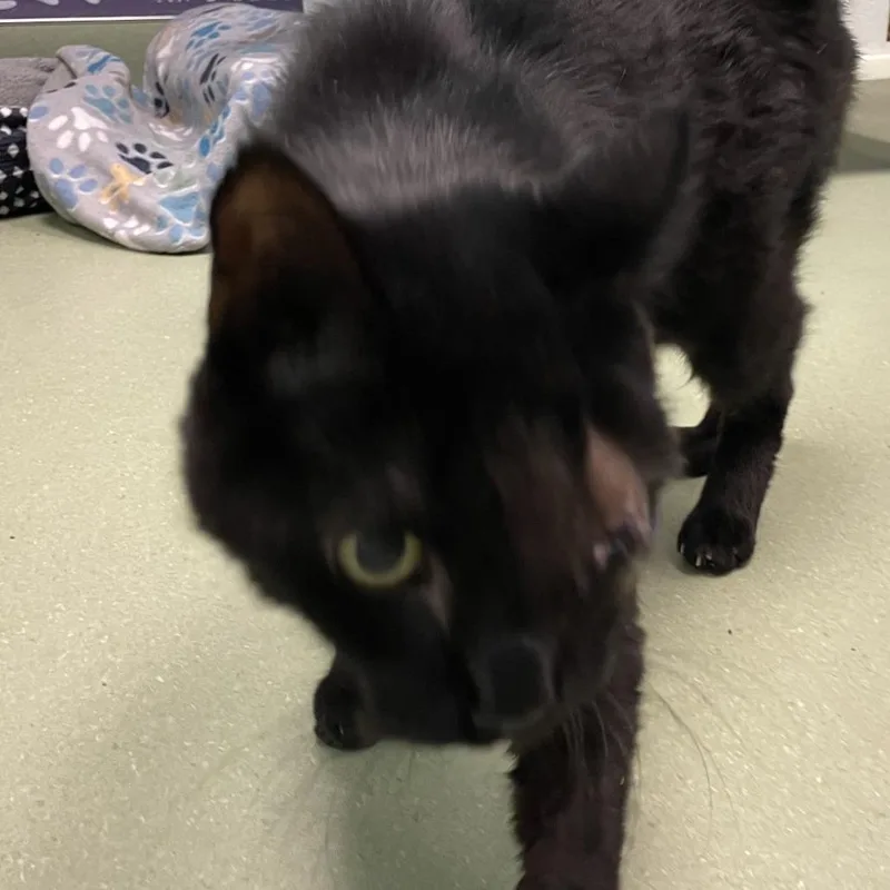 A senior medium-sized male Domestic Short Hair cat named John Squinty Adams for adoption in Norman, OK