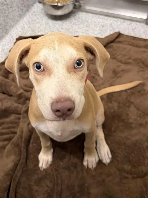 A baby small-sized male Staffordshire Bull Terrier dog named A for adoption in Houston, TX