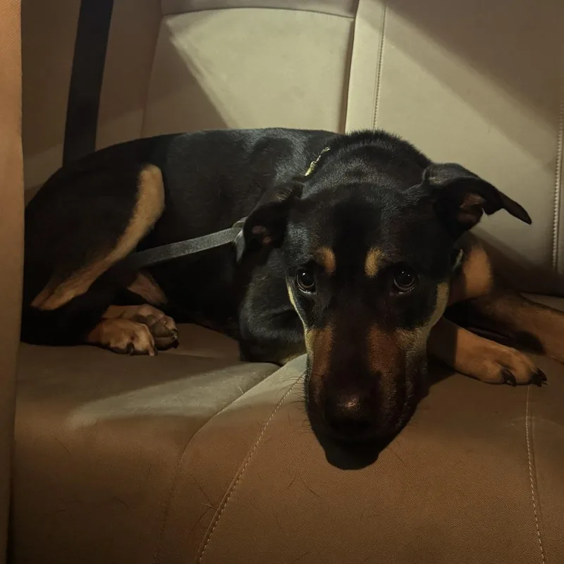 An adult medium-sized male Black Terrier dog named Gunner for adoption in San Diego, CA