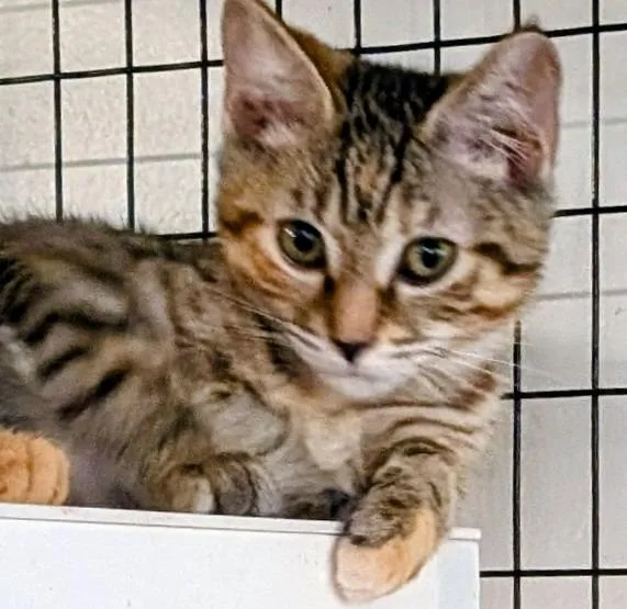 A baby small-sized female Domestic Short Hair cat named Wendy for adoption in St. Augustine, FL