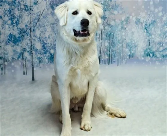 An adult extra large-sized male Mixed Breed dog named Kimbo for adoption in Santa Fe, NM
