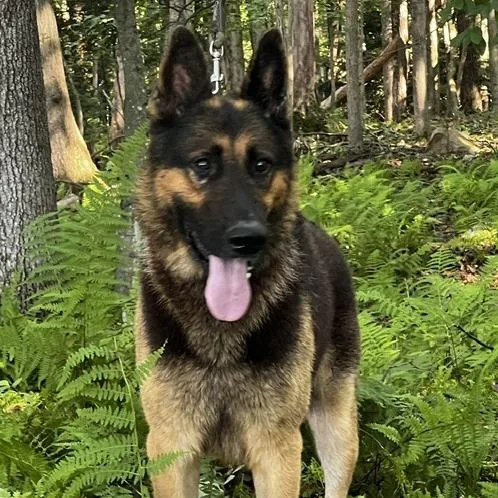 An adult large-sized male Black German Shepherd Dog dog named Saint for adoption in New Ringgold, PA