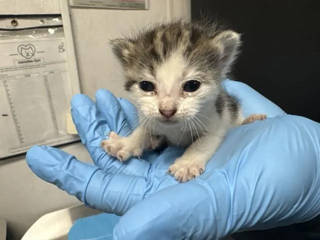 A baby small-sized female Domestic Short Hair cat named Bea for adoption in San Bernardino, CA