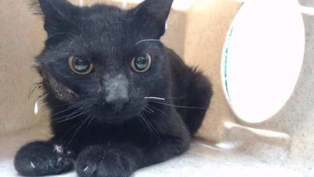A young medium-sized male Domestic Short Hair cat named Malabar for adoption in Downey, CA