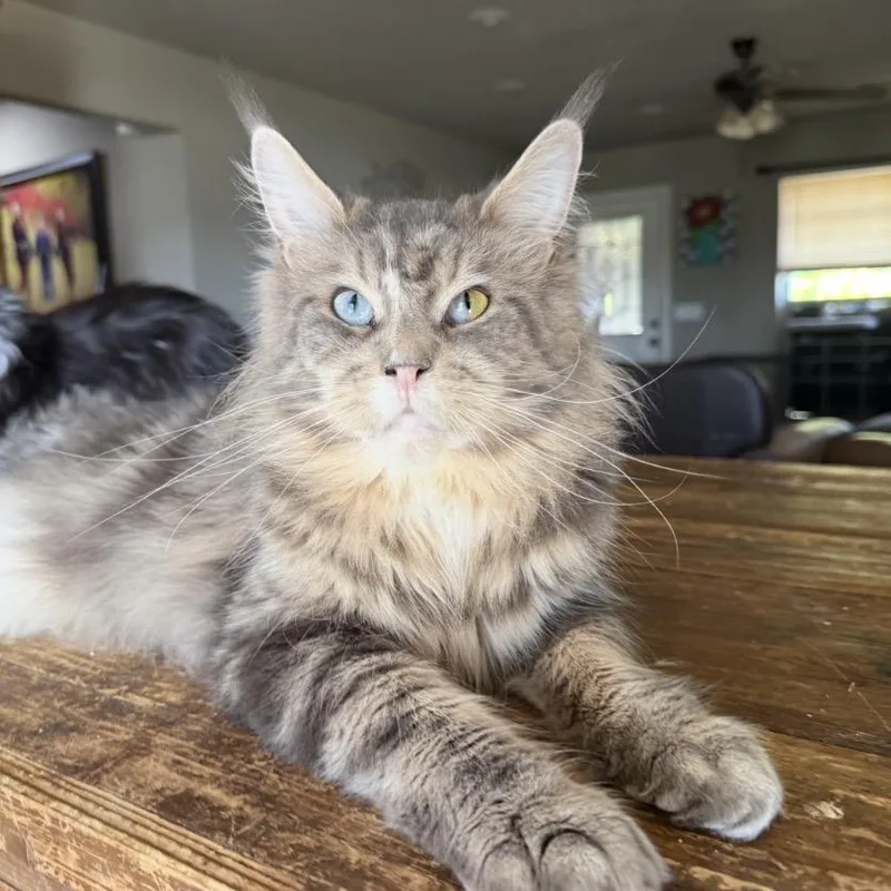 An adult large-sized female Maine Coon cat named Clover for adoption in Dover, AR