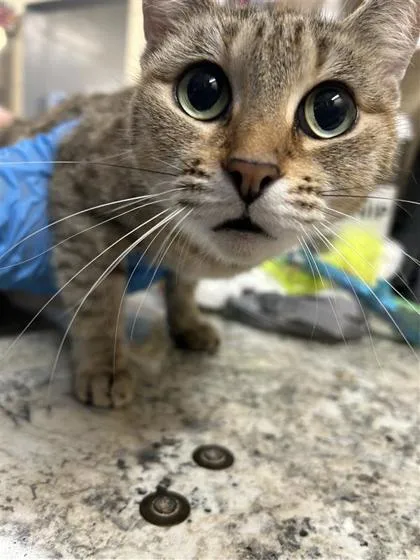An adult small-sized female Domestic Short Hair cat named Muts for adoption in Largo, FL