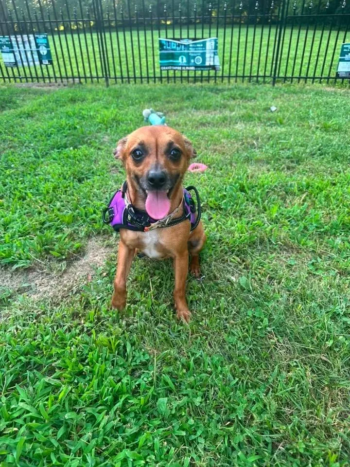 An adult small-sized female Chihuahua dog named Summer for adoption in Richmond, KY