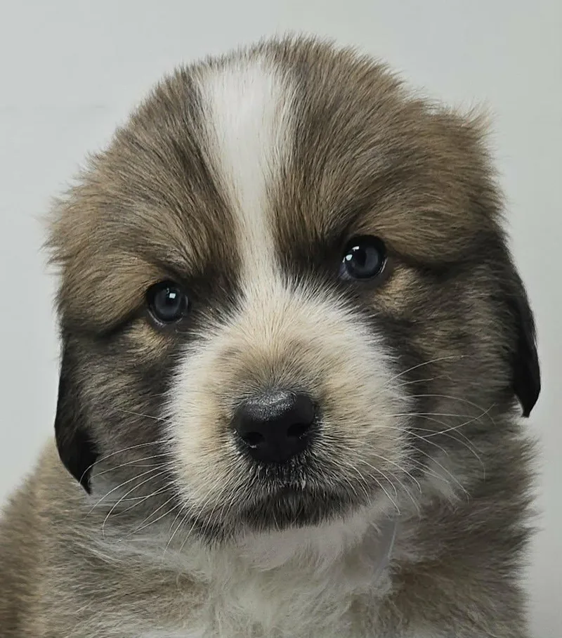 A baby medium-sized male Tricolor (Brown, Black, & White) Australian Shepherd dog named Hyperion for adoption in Newport, TN