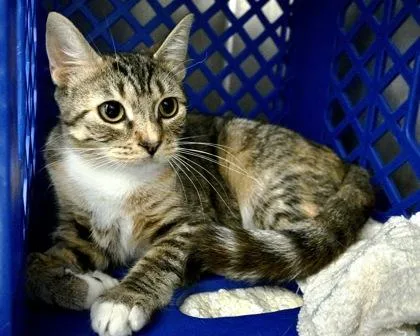 A young small-sized female Domestic Short Hair cat named Fern for adoption in West Seneca, NY