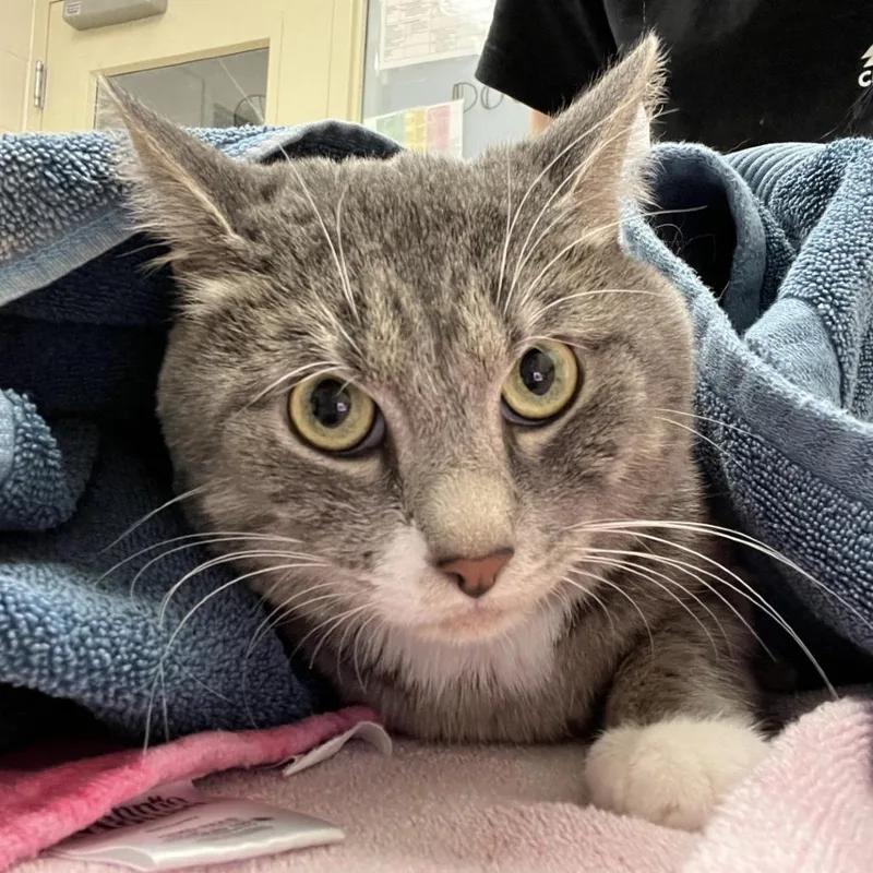 An adult medium-sized male Gray / Blue / Silver American Shorthair cat named Rimuru for adoption in Murray, UT