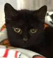 An adult medium-sized female Domestic Short Hair cat named Marta for adoption in Portsmouth, OH