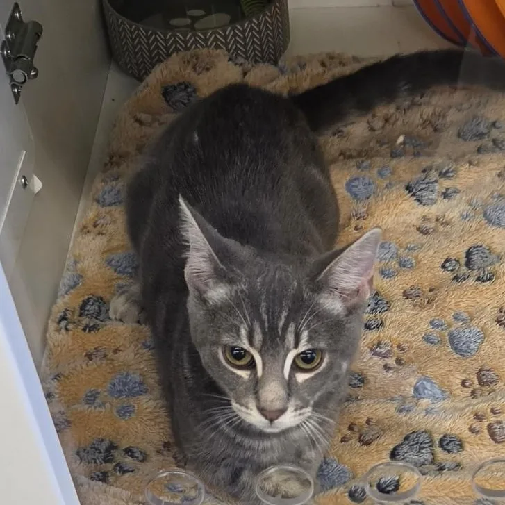 A baby medium-sized female Tabby (Gray / Blue / Silver) Domestic Short Hair cat named Smoke for adoption in Green Brook, NJ