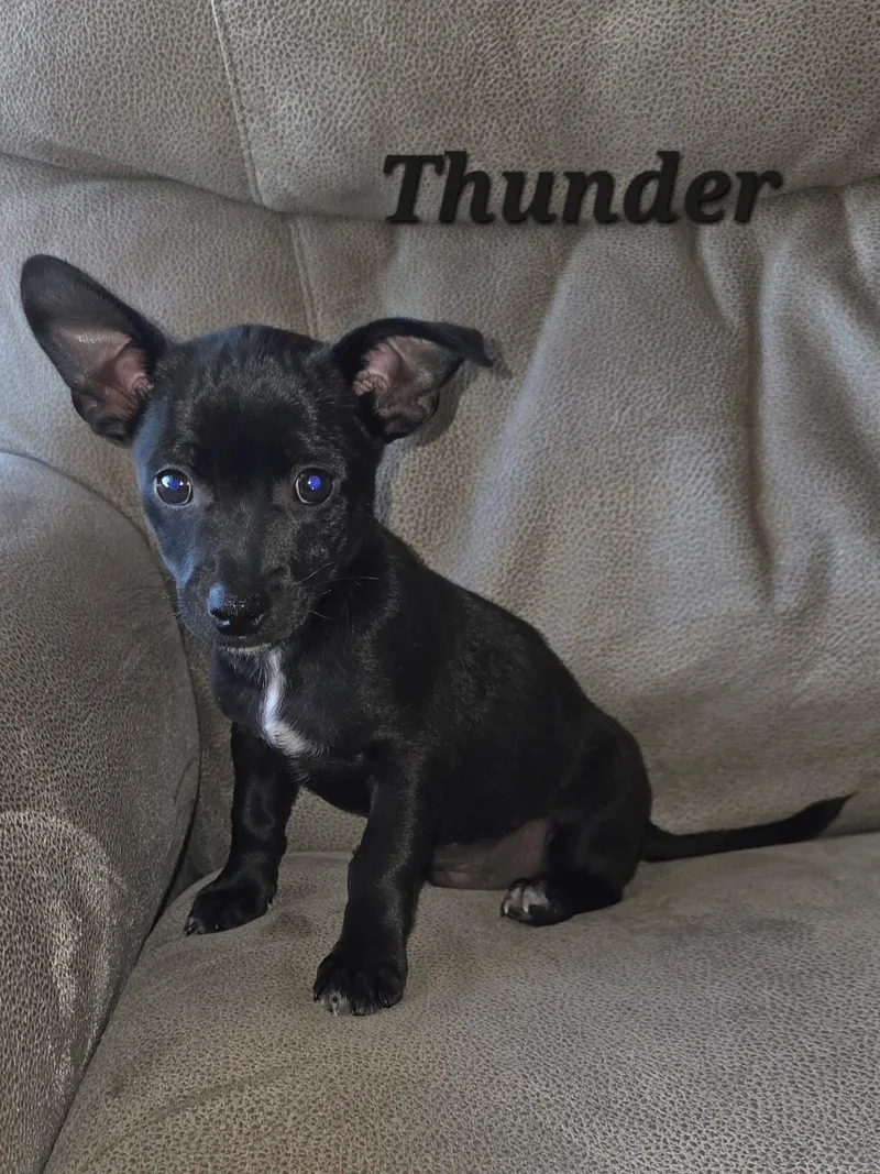 Thunder.