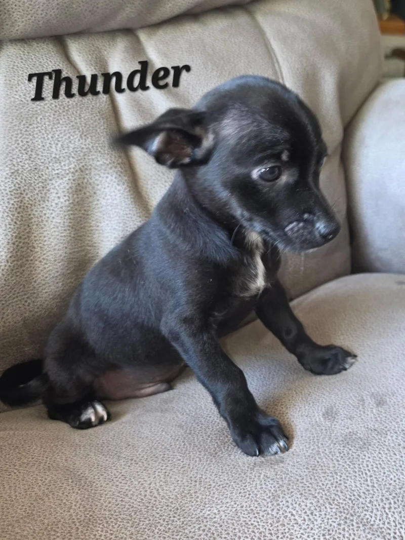 Thunder. thumbnail 3
