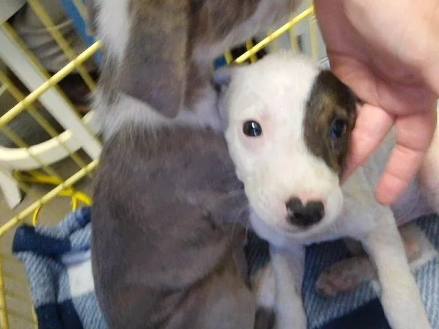 A baby small-sized male Pit Bull Terrier dog named Goober for adoption in Tulsa, OK