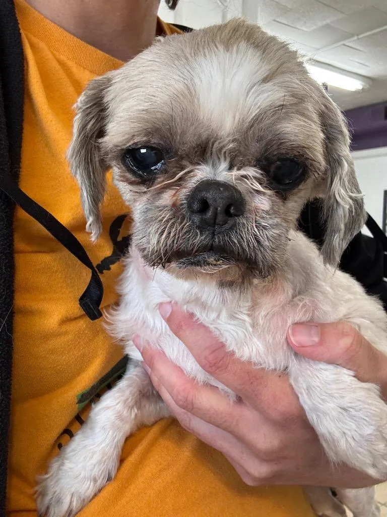 A senior small-sized female Shih Tzu dog named Daisy for adoption in Hastings, NE