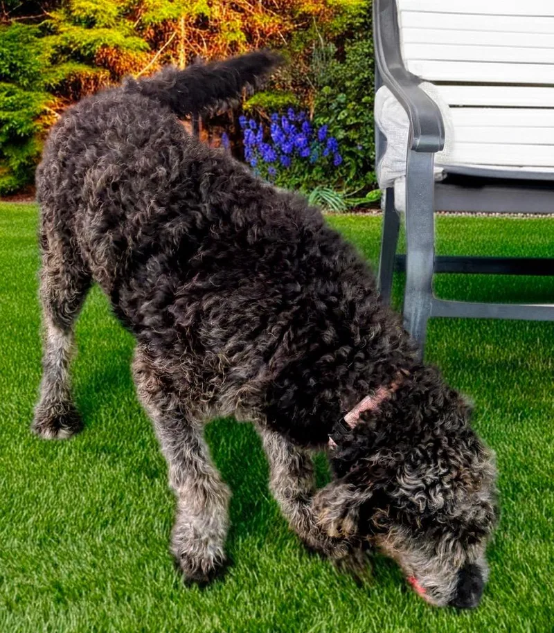 A young large-sized male Poodle dog named Alamoyo Good Boy! for adoption in Fort Myers, FL
