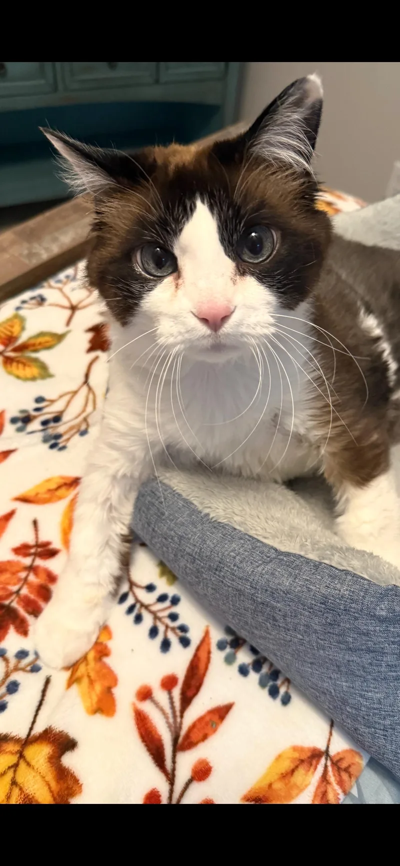 A senior large-sized male Domestic Short Hair cat named Alien for adoption in Lincoln, NE
