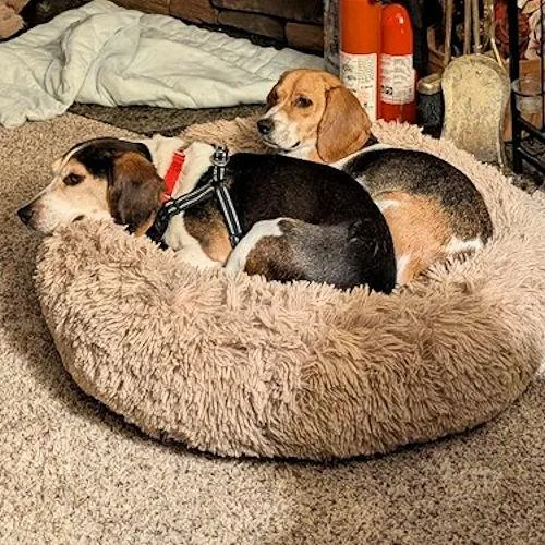 An adult medium-sized male Tricolor (Brown, Black, & White) Beagle dog named Colonel Sanders for adoption in Toledo, OH