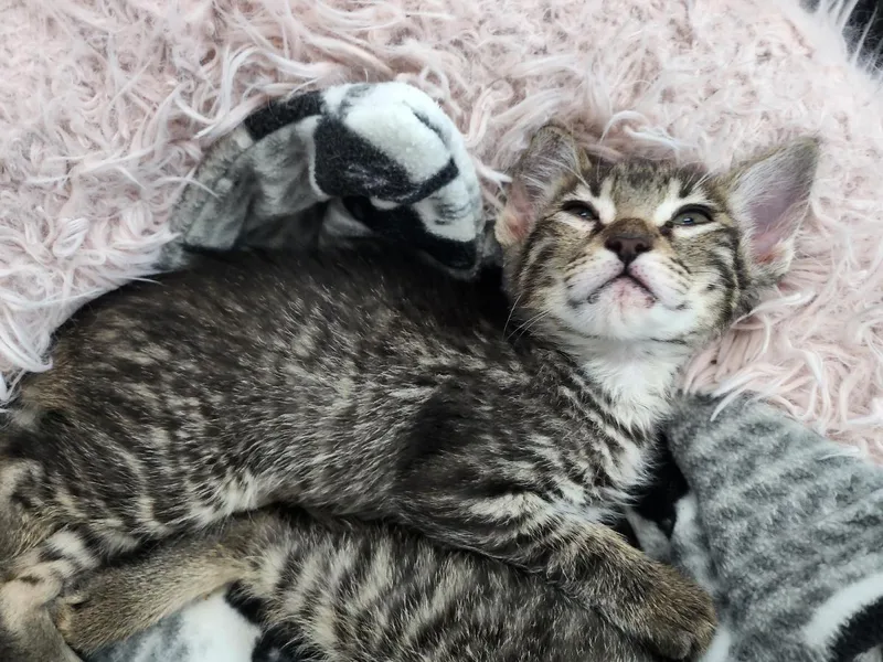 A baby small-sized male Gray / Blue / Silver Domestic Short Hair cat named Lucky Charmer Kellogg for adoption in Chandler, AZ