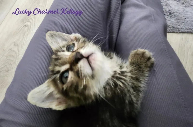 Lucky Charmer Kellogg thumbnail 2