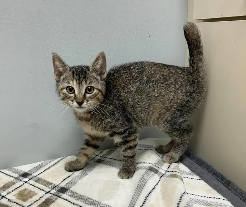 A baby medium-sized female Domestic Short Hair cat named Jessica for adoption in Maryville, MO