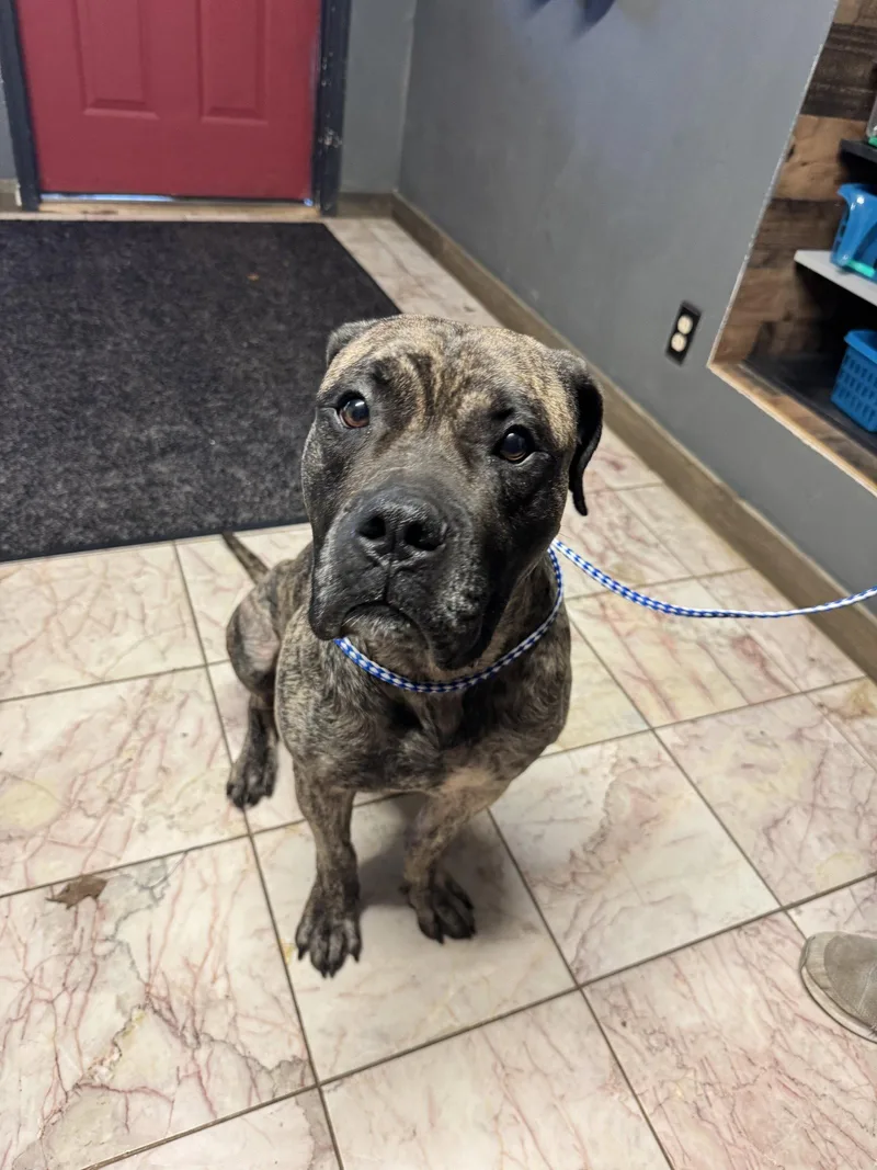A young large-sized male Cane Corso dog named Coal for adoption in Leavenworth, KS