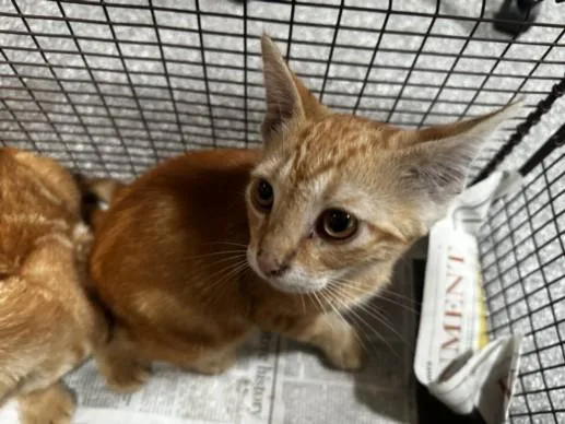 A baby small-sized male Domestic Short Hair cat named Miles Parker for adoption in Los Angeles, CA