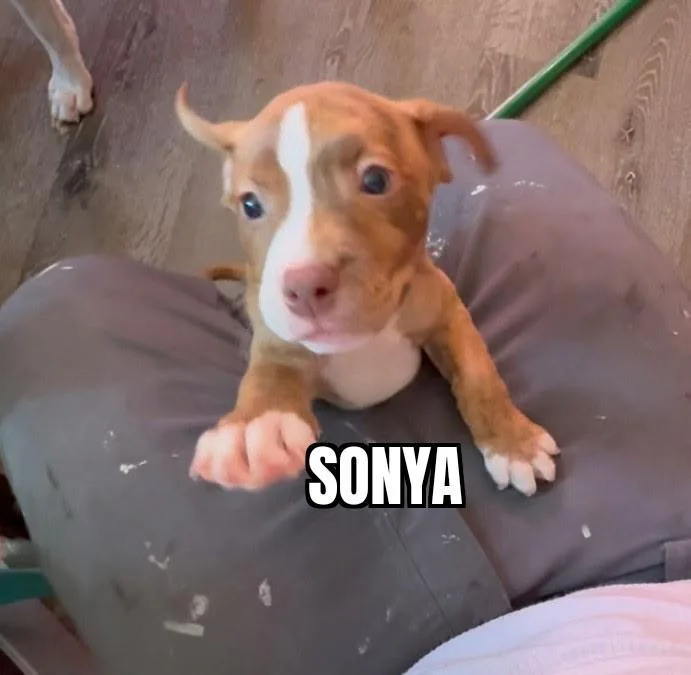 A baby medium-sized female Red / Chestnut / Orange Pit Bull Terrier dog named Sonya for adoption in Olympia, WA