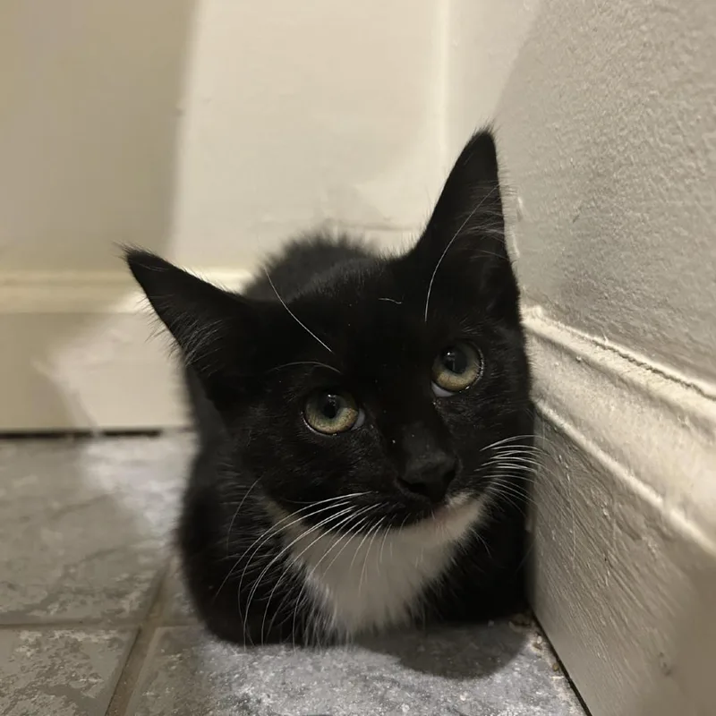 A baby small-sized female Black Domestic Short Hair cat named Mackenzie for adoption in Philadelphia, PA