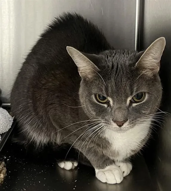 A young small-sized male Domestic Short Hair cat named Glitch for adoption in Upper Marlboro, MD