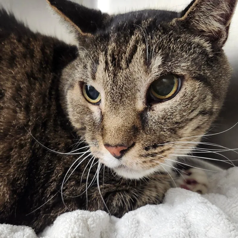 A senior large-sized male Gray / Blue / Silver Domestic Short Hair cat named Dalton for adoption in Ballston Spa, NY