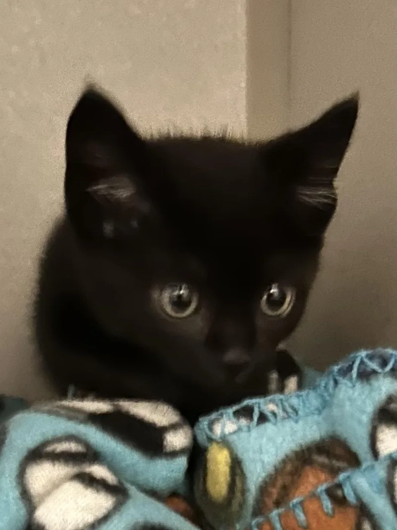 A baby medium-sized female Black Domestic Short Hair cat named Pinky for adoption in Mason City, IA