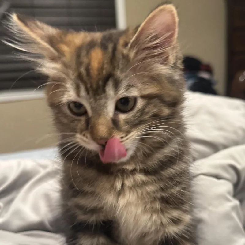 A baby small-sized female Brown / Chocolate Domestic Short Hair cat named Stari for adoption in Los Angeles, CA