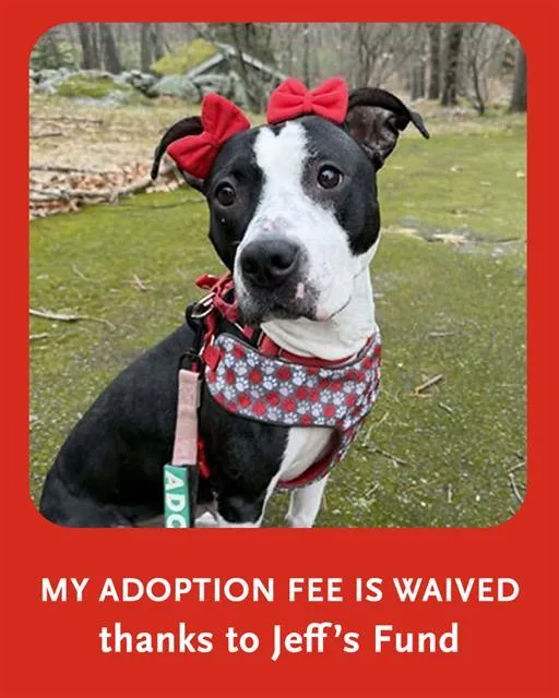 A young medium-sized female Staffordshire Bull Terrier dog named Starlet for adoption in Dedham, MA