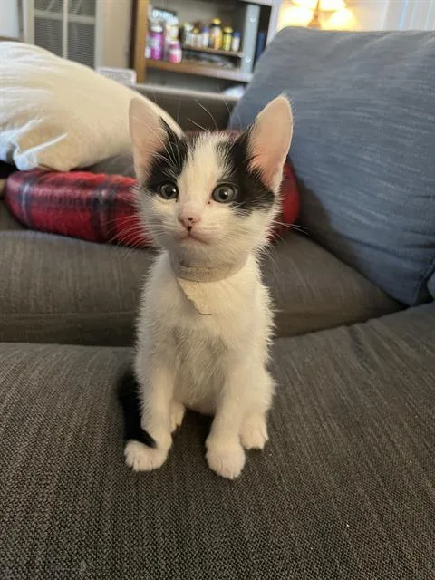 A baby small-sized male Domestic Short Hair cat named Mike for adoption in Camarillo, CA