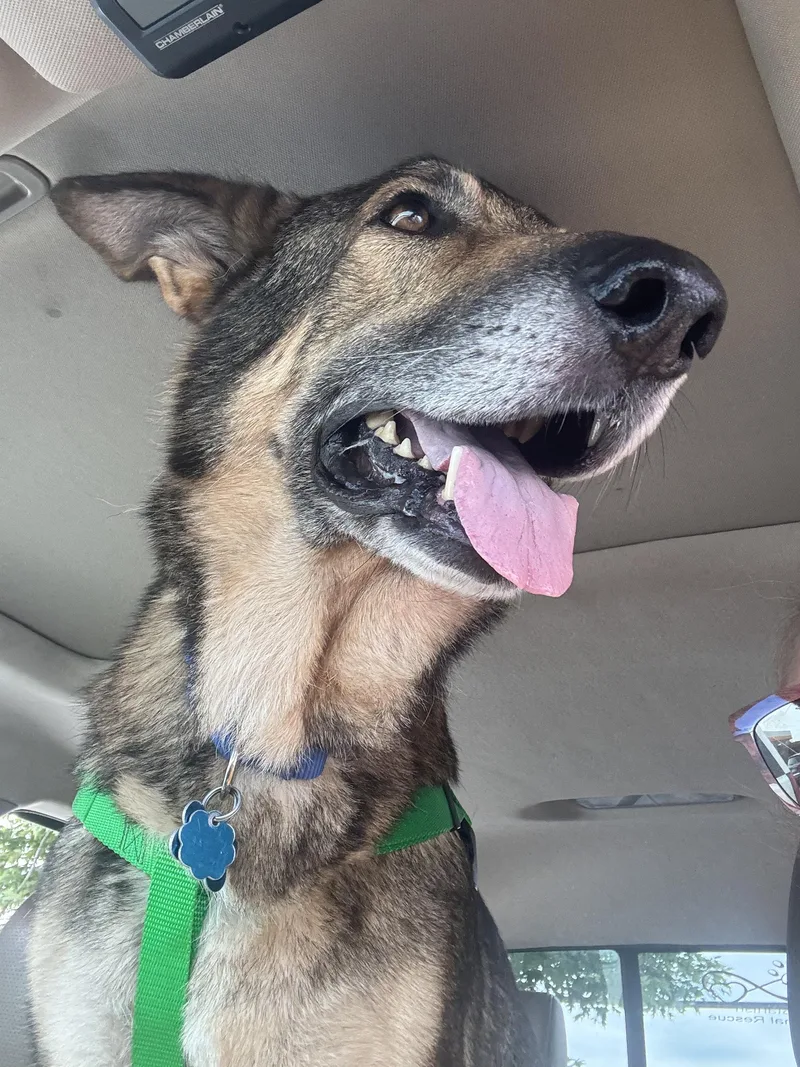 An adult large-sized male Bicolor German Shepherd Dog dog named Barrett for adoption in Plainfield, IL