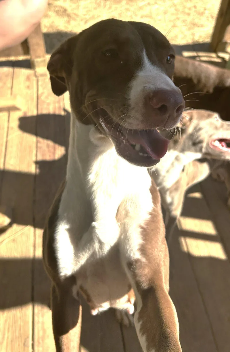 An adult large-sized female Pit Bull Terrier dog named Truvy for adoption in Wetumpka, AL