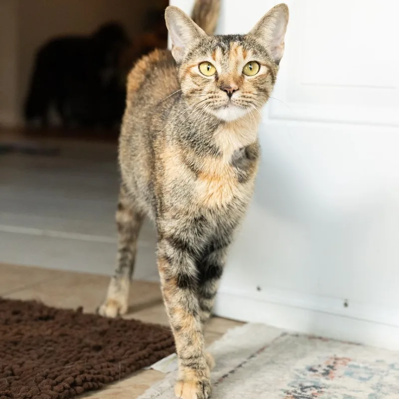 An adult medium-sized female Gray / Blue / Silver Domestic Short Hair cat named Sevi for adoption in Flower Mound, TX