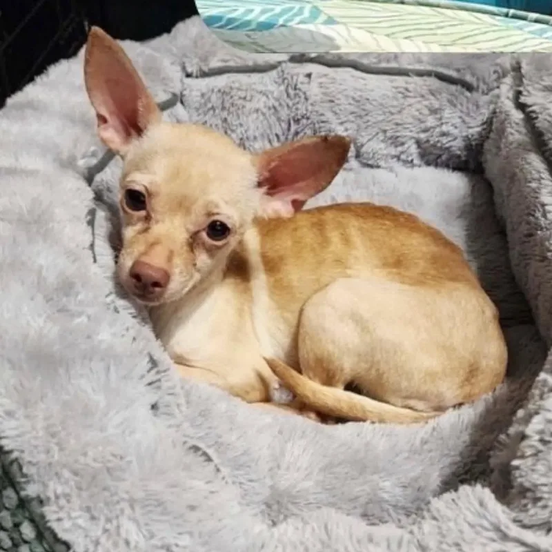 An adult small-sized female Yellow / Tan / Blond / Fawn Chihuahua dog named Habanero NH for adoption in Bryan, TX