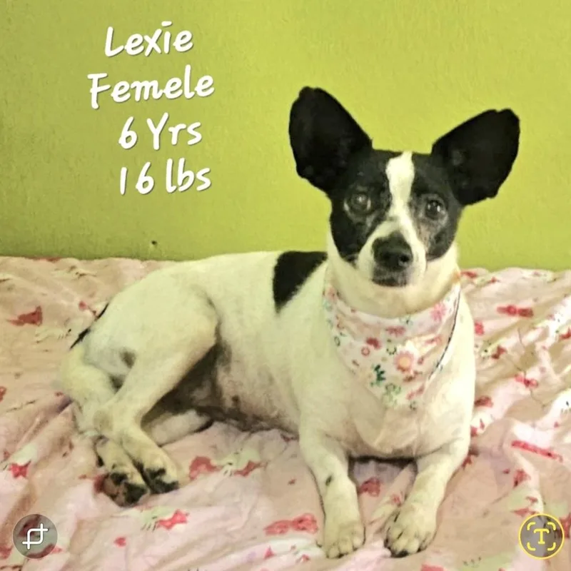 Lexie "a Confident Little thumbnail 2